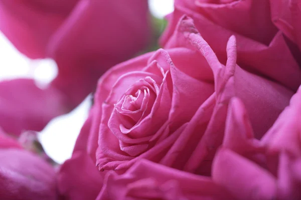 Krásná Svěží Růžové Růže Pozadí — Stock fotografie