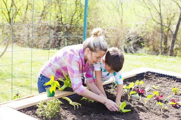 güzel anne ve sarışın oğlu Garden yükseltilmiş yatakta salata dikim