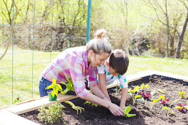 beautiful mother and her blond son planting salad in raised bed at garden