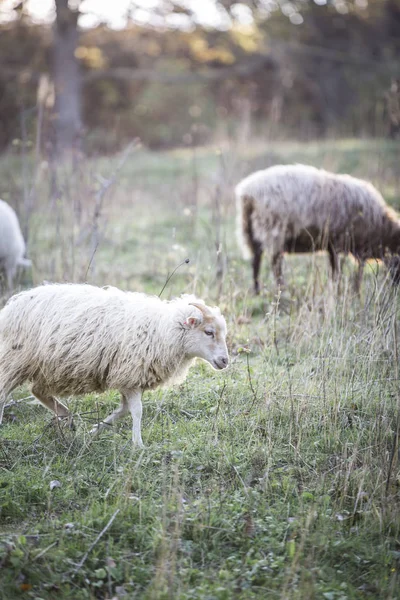 Troupeau Moutons Pâturant Dans Pâturage Vert Soleil — Photo