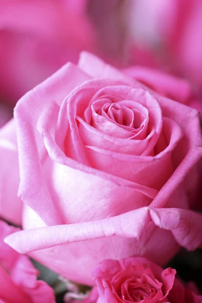 Розовые Розы — стоковое фото