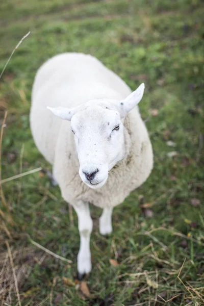 Pâturage Des Moutons Dans Les Pâturages Verts Jour Ensoleillé — Photo