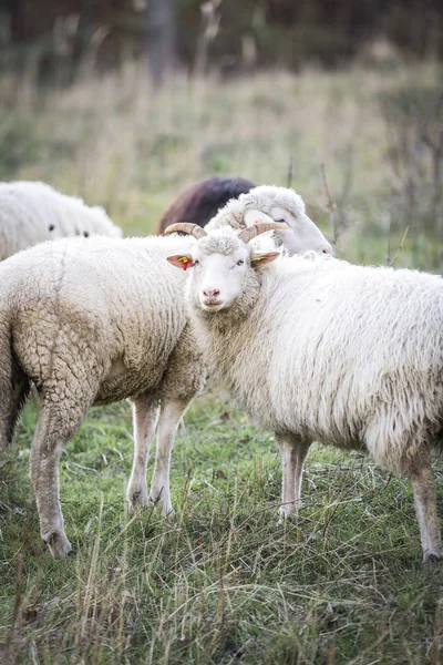 Rebaño Ovejas Pastando Pastos Verdes Día Soleado —  Fotos de Stock