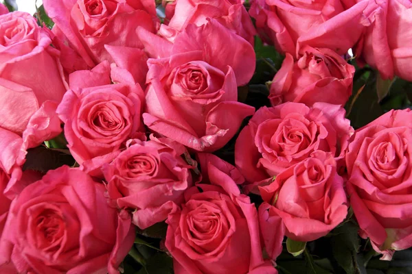 Fundo Rosas Rosa Fresco Bonito — Fotografia de Stock