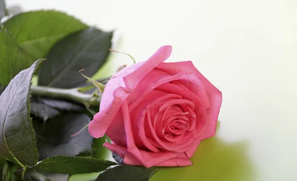 Одна Красивая Красная Роза Крупным Планом — стоковое фото