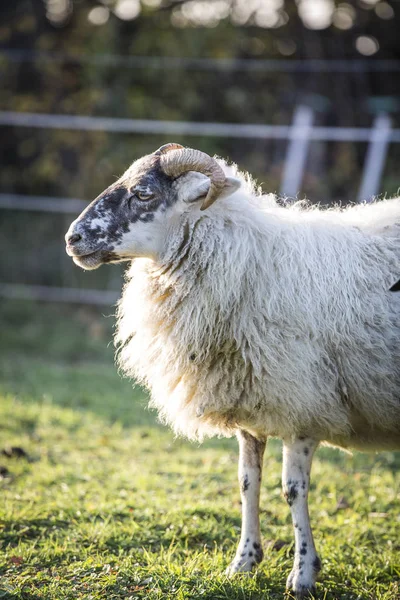 Pâturage Des Moutons Dans Les Pâturages Verts Jour Ensoleillé — Photo