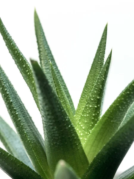 stock image fresh green succulent plant isolated on white background, close-up 