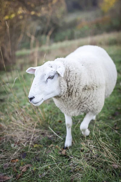 Sheep Grazing Green Pasture Sunny Day — Stock Photo, Image