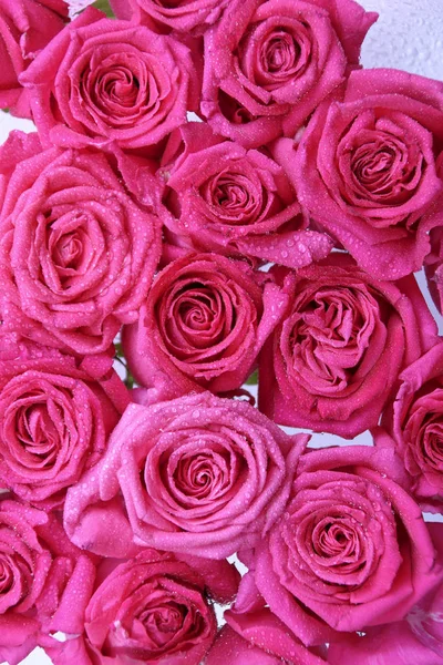 Belas Rosas Rosa Frescas Com Gotas Orvalho — Fotografia de Stock