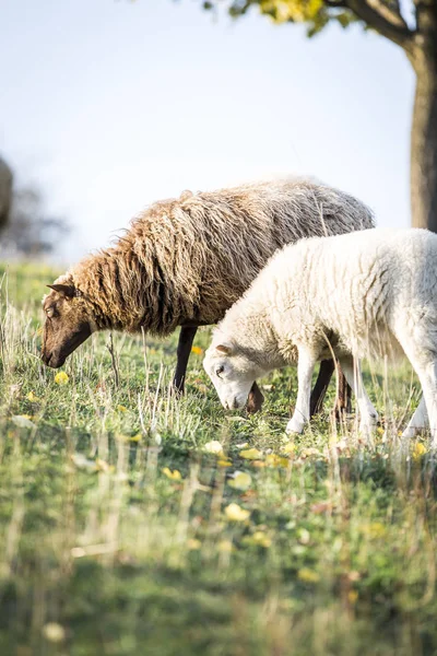 晴れた日に緑の牧草地で放牧羊 — ストック写真