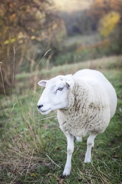 Pâturage Des Moutons Dans Les Pâturages Verts Jour Ensoleillé — Photo