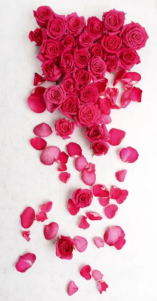Verse Roze Roos Toppen Bloemblaadjes Liggend Wit Oppervlak — Stockfoto