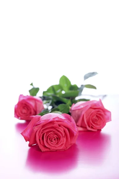 Tři Nové Růžové Růže Ležící Povrchu Bílé Zrcadlo — Stock fotografie