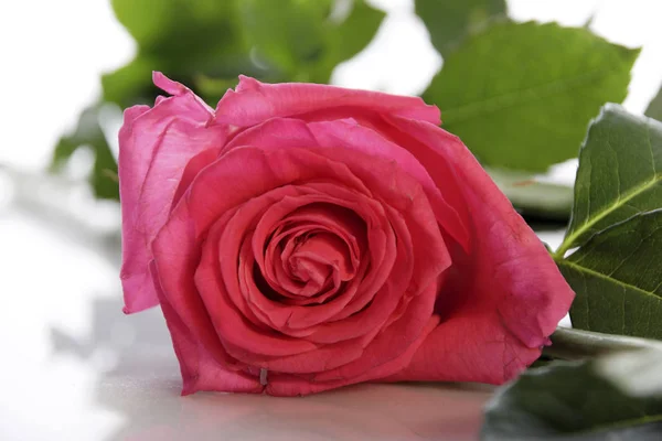 Uma Bela Rosa Vermelha Close — Fotografia de Stock