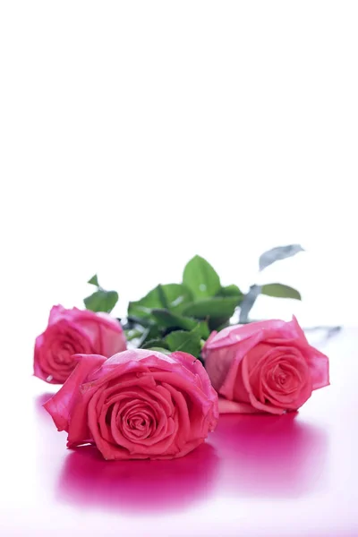 Três Rosas Vermelhas Sensíveis Isoladas Fundo Branco Close — Fotografia de Stock