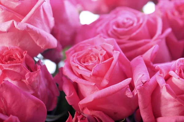 Krásné Čerstvé Růže Růžové Pozadí Valentine Den Koncept — Stock fotografie