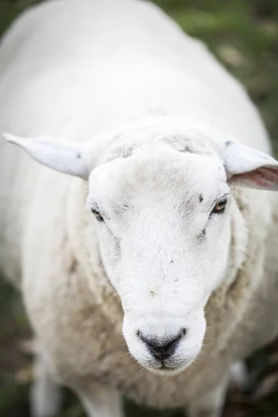 晴れた日に緑の牧草地で放牧羊 — ストック写真