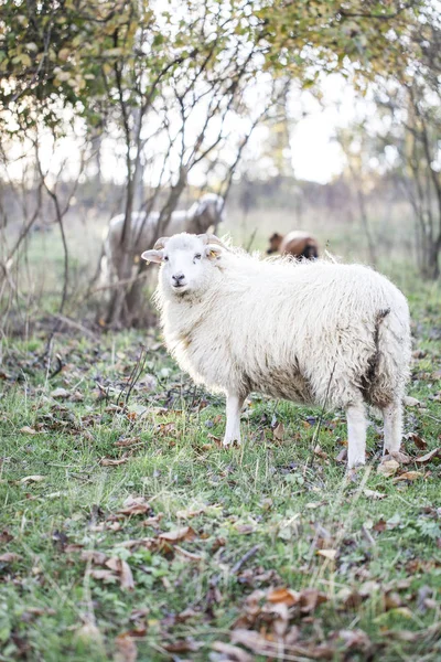 Troupeau Moutons Pâturant Dans Pâturage Vert Soleil — Photo