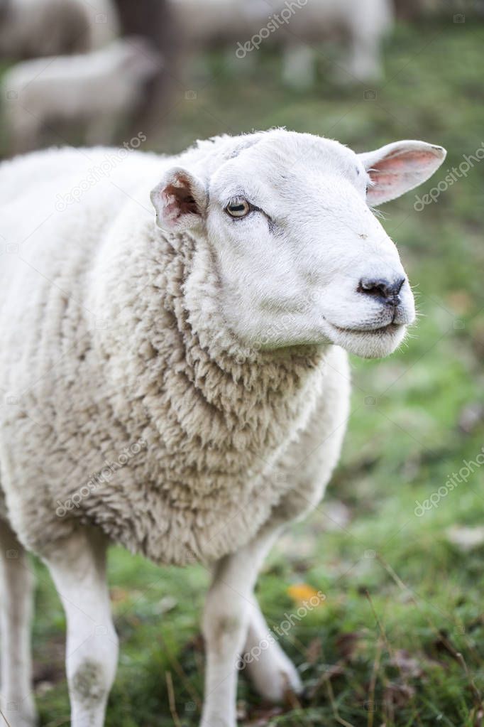 sheep grazing in green pasture at sunny day 