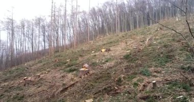 Hava drone uçuş güneşli gün yetiştirilip orman üzerinde 