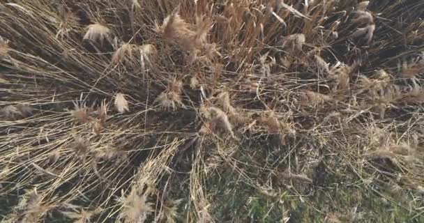 Nahaufnahme Von Schilf Das Wind Schwankt — Stockvideo