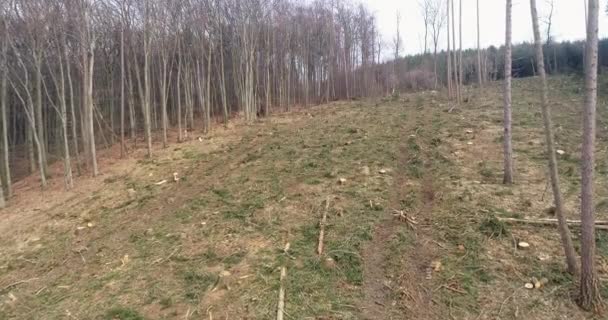 Volo Aereo Drone Sopra Foresta Deforestata Nella Giornata Sole — Video Stock