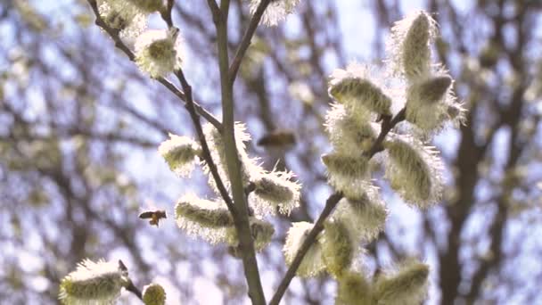 蜜蜂从开花树白花中采集花蜜的研究背景模糊 — 图库视频影像