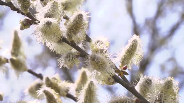 Biet Samlar Nektar Från Vita Blommor Blommande Träd Suddig Natur — Stockvideo