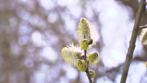 Pszczoła Zbierająca Nektar Białych Kwiatów Kwitnących Drzew Tle Natura Niewyraźne — Wideo stockowe