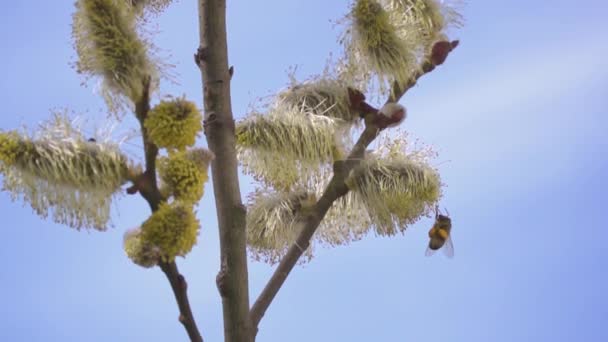 Abeja Que Recoge Néctar Las Flores Blancas Del Árbol Flor — Vídeo de stock