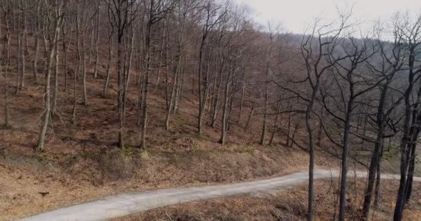 Vol Drone Dessus Route Forestière Automne — Video