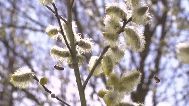 Abelhas Coletando Néctar Flores Brancas Árvore Floração Fundo Natureza Turva — Vídeo de Stock
