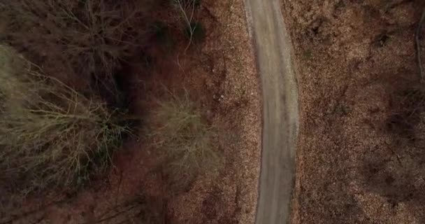 Drone Flight Autumn Forest Road — Stock Video
