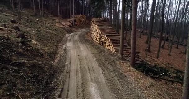 一堆被砍伐的森林中切碎的木头 — 图库视频影像