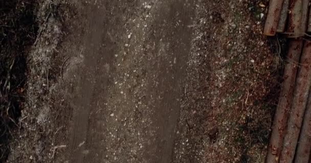 Rakás Apróra Vágott Rönk Deerdősített Erdőben — Stock videók
