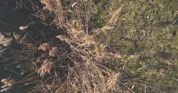 Vista Cerca Caña Que Crece Orilla Del Río — Vídeo de stock