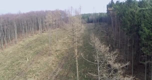 Drone Lotnicze Lot Nad Wylesionych Lasu Słoneczny Dzień — Wideo stockowe