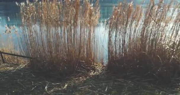 Piękny Krajobraz Trzciny Rosnące Brzegu Rzeki — Wideo stockowe