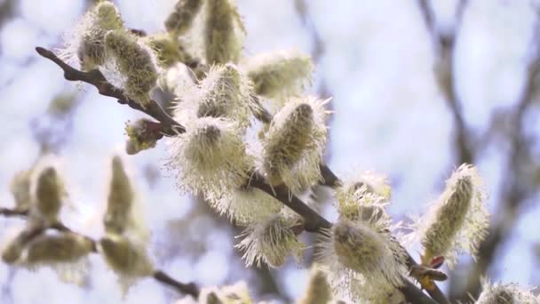 Biene sammelt Nektar aus weißen Blüten blühender Bäume auf verschwommenem Naturhintergrund 