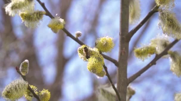 蜜蜂从开花树白花中采集花蜜的研究背景模糊 — 图库视频影像