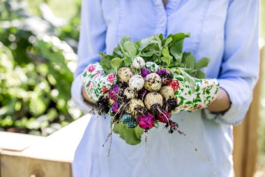 turp hasat, soluk tutan eller yakın çekim