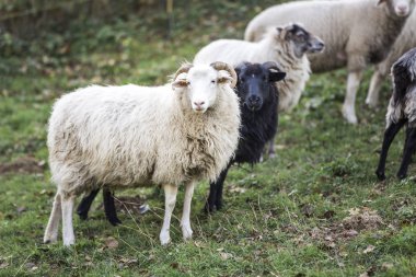 yeşil mera güneşli gün otlatma koyun sürüsü 