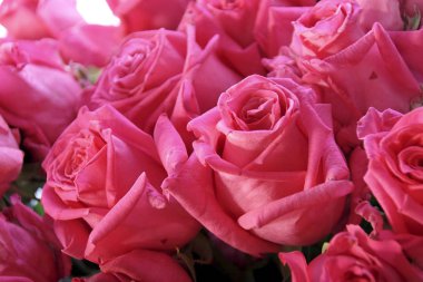 güzel beyaz zemin üzerine izole pembe gül buketi yakın çekim 