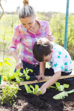 güzel anne ve sarışın oğlu Garden yükseltilmiş yatakta salata dikim
