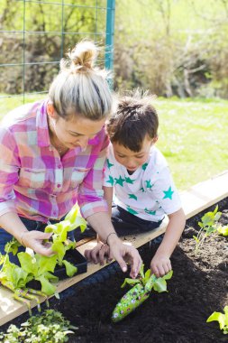 güzel anne ve sarışın oğlu Garden yükseltilmiş yatakta salata dikim