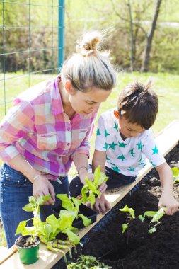 güzel anne ve sarışın oğlu Garden yükseltilmiş yatakta salata dikim