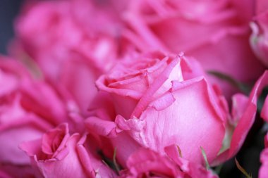 Güzel taze pembe Gül arka plan 