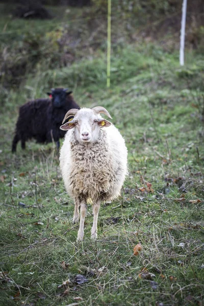 Schafe Grasen Bei Sonnigem Wetter Auf Der Grünen Weide — Stockfoto