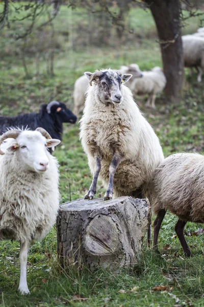 Troupeau Moutons Pâturant Dans Pâturage Vert Soleil — Photo