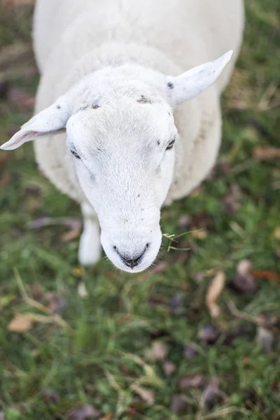 Schafe Grasen Bei Sonnigem Wetter Auf Der Grünen Weide — Stockfoto